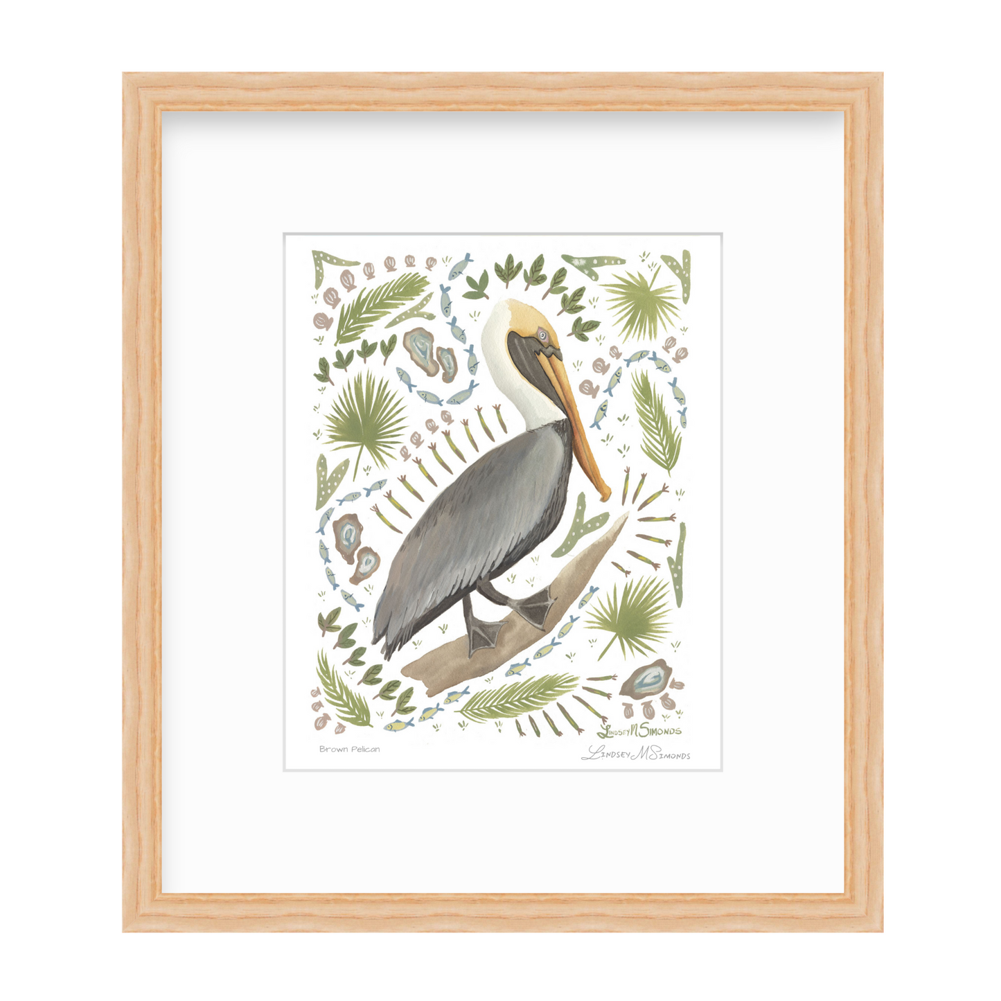 Brown Pelican