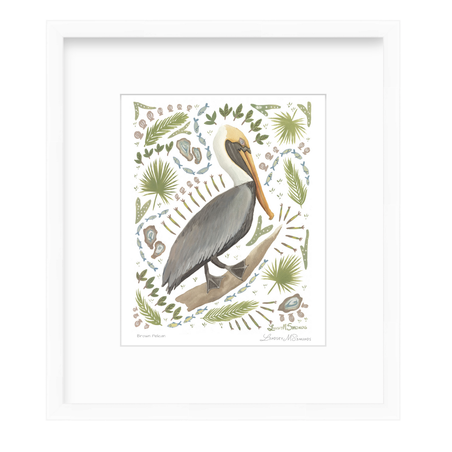 Brown Pelican