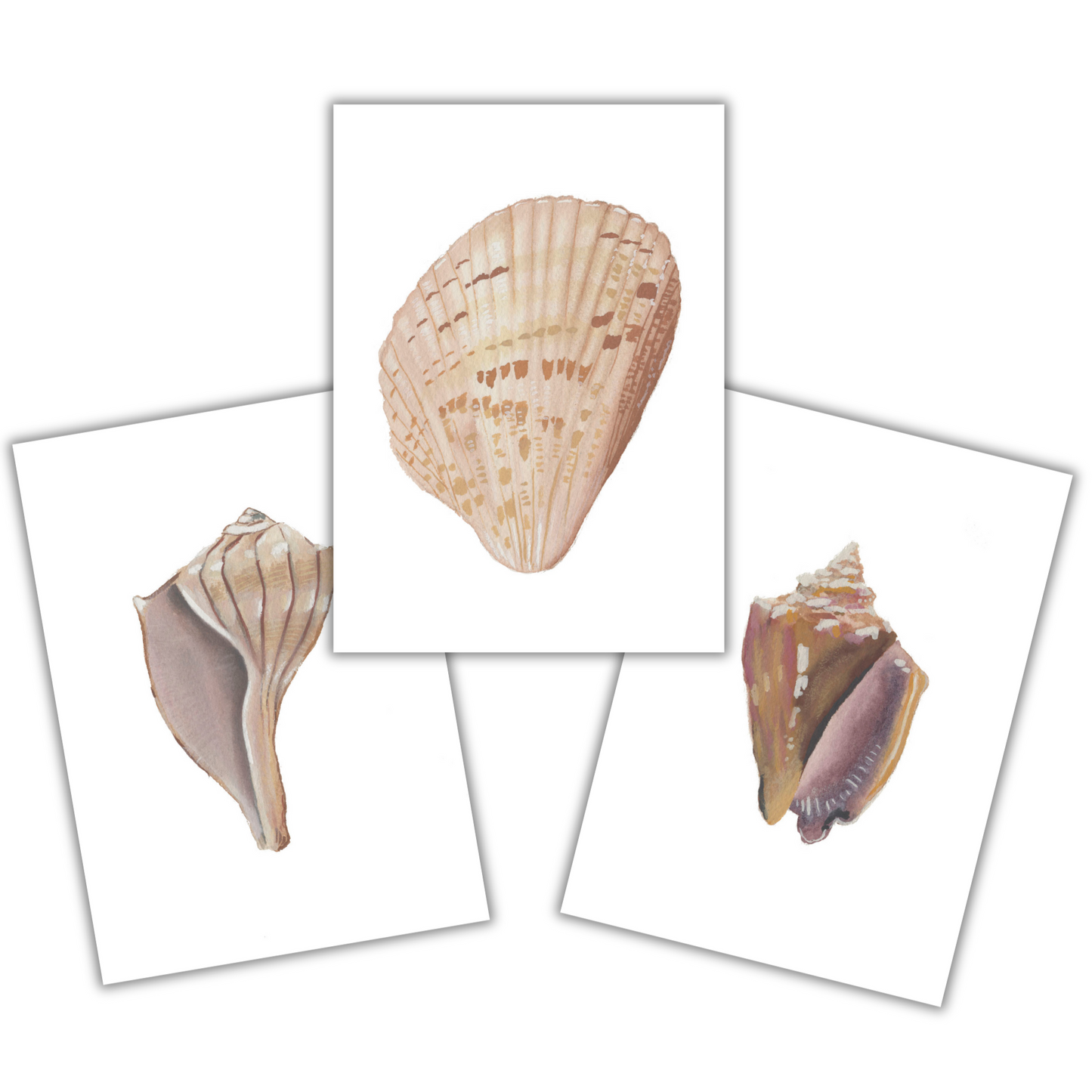 Gulf Coast Shells Bundle