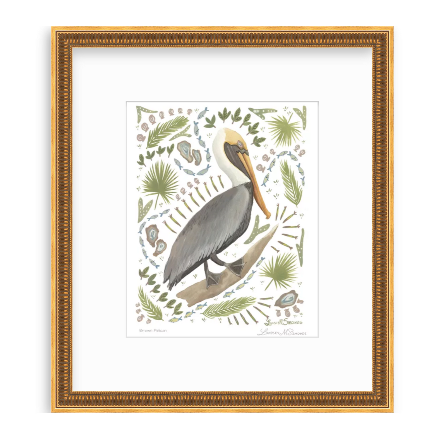 Brown Pelican