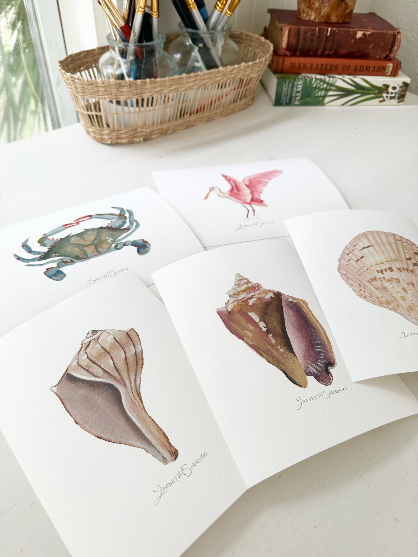 Gulf Coast Shells Bundle