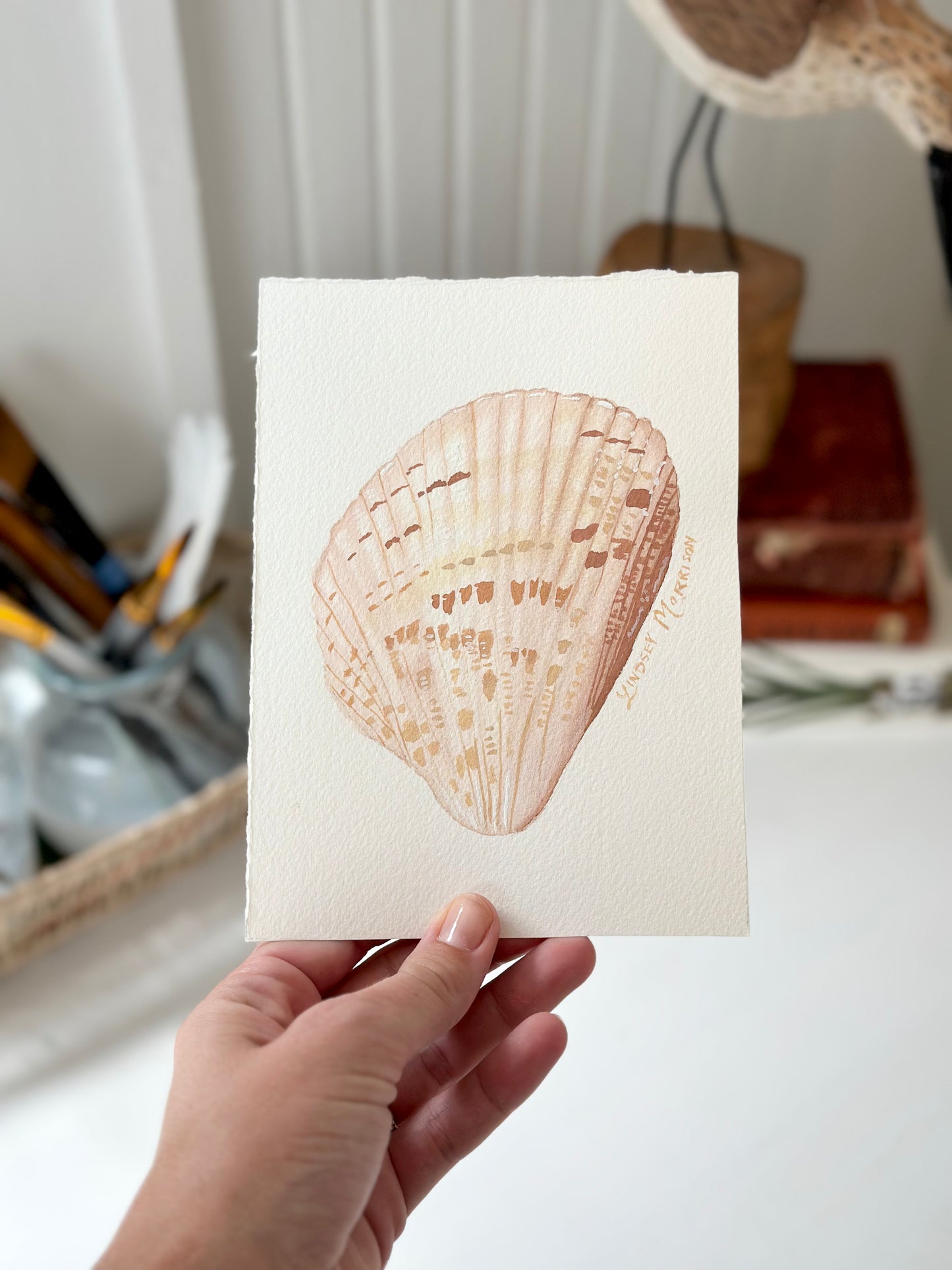 American Cockle Shell