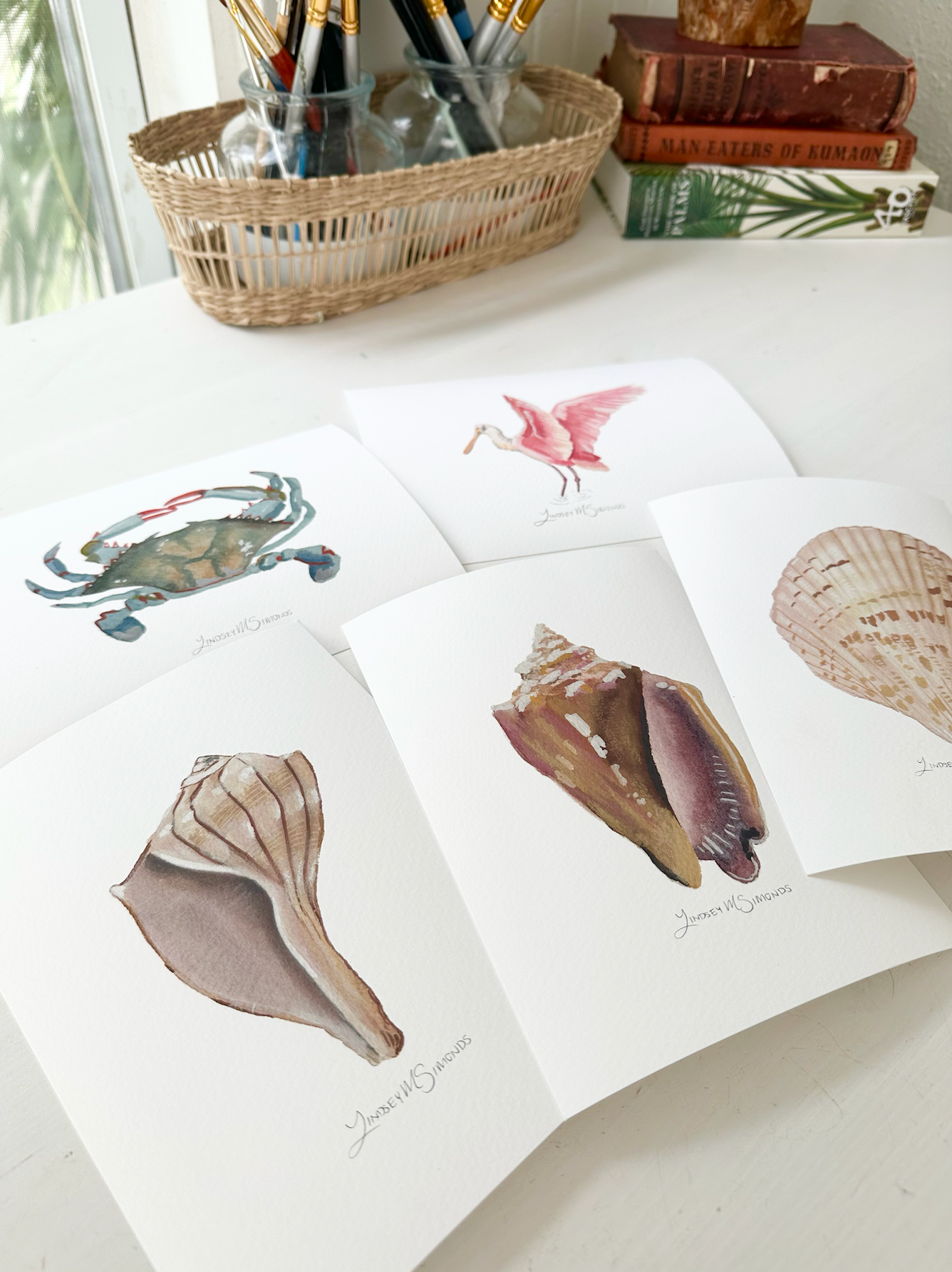 Fighting Conch Shell