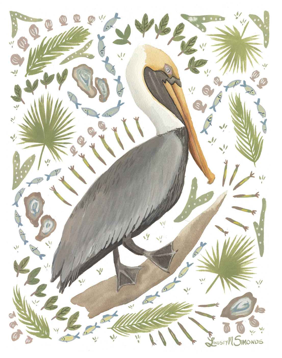 Brown Pelican