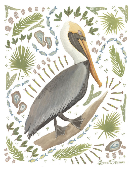 Brown Pelican