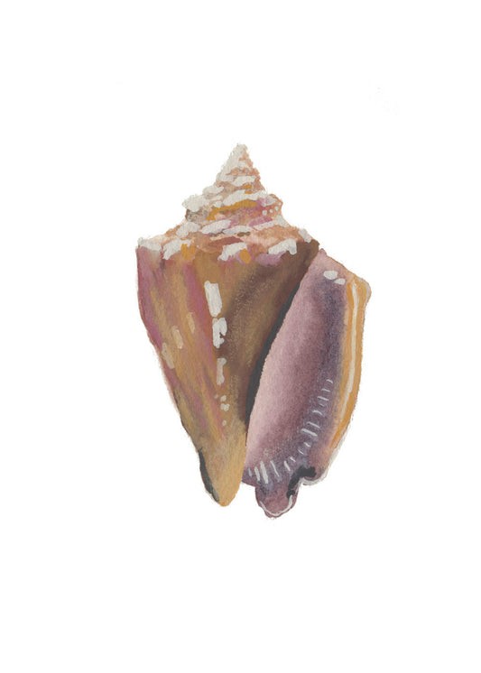 Fighting Conch Shell