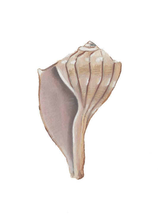 Lightning Whelk Shell