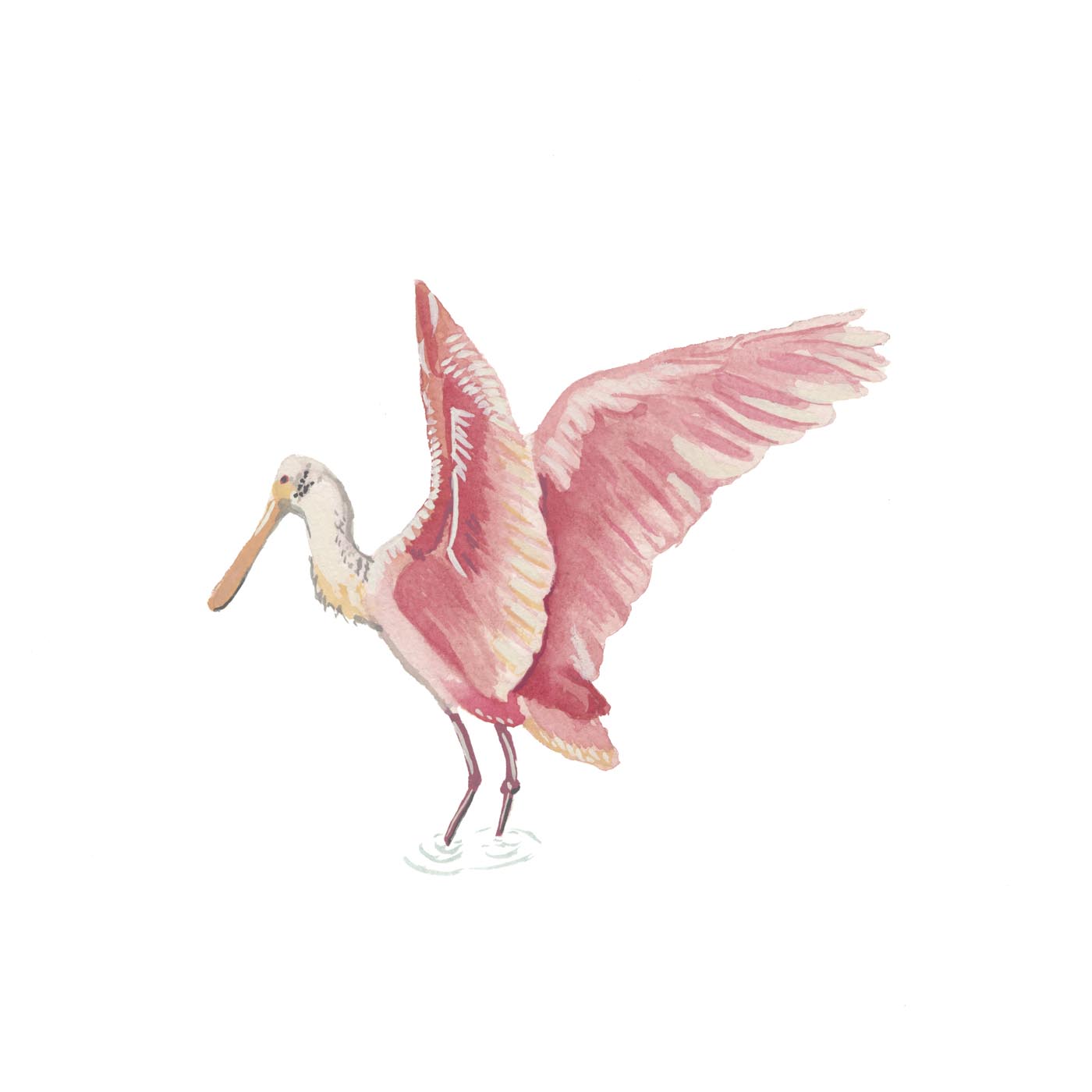 Roseate Spoonbill (petite)