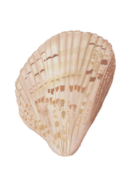 American Cockle Shell